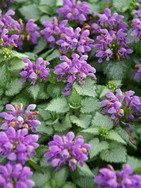 Over 20 Shade Loving Perennials And Annuals Rustic And Refined