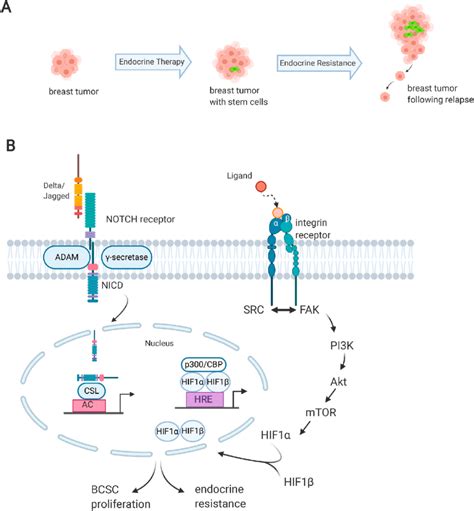 Endocrine Therapy Promotes Breast Cancer Stem Cell Formation Leading To