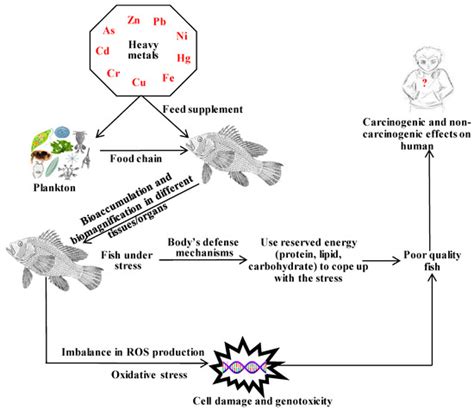 Toxics Free Full Text Bioaccumulation And Bioremediation Of Heavy