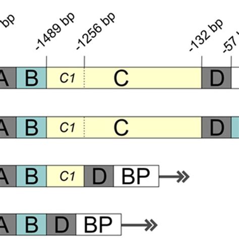 Schematic Representation Of Characterized Promoter Isoforms For