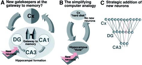 Why New Neurons Possible Functions For Adult Hippocampal Neurogenesis