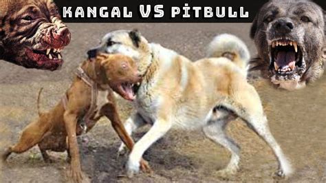 In a dogfight, a pit bull and a kangal, who would prevail? (am strongly ...