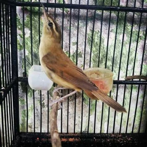 Jual Burung Kerak Basi Jantan Rawatan Shopee Indonesia