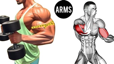 Best Bicep And Triceps Workout With Dumbbells Youtube