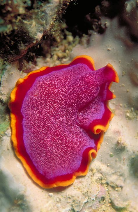 Photos Of Flatworms Phylum Platyhelminthes