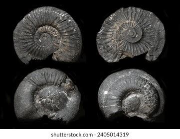 Shaligram Fossilized Ammonite Blandfordiceras Nepal Stock Photo