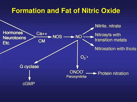 Ppt Biological Effects Of Nitric Oxide And Its Role In Cell Signaling