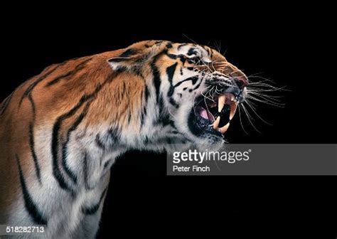 Tiger Snarling High-Res Stock Photo - Getty Images