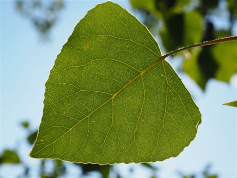 Hoja De Álamo Venas Las Foto gratis en Pixabay Pixabay