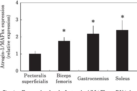 Response Of Atrogin Mafbx Expression In Various Skeletal Muscles To