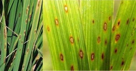 Rice Diseases And Their Control