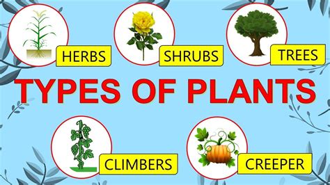 Types Of Plants Plant Types Different Types Of Plants Herbs