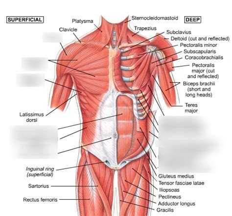 Anterior Torso Muscles Diagram Quizlet