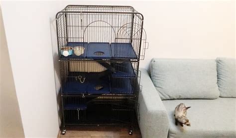 Setting Up A Ferret Cage: Full Guide For Best Cage Set-Up