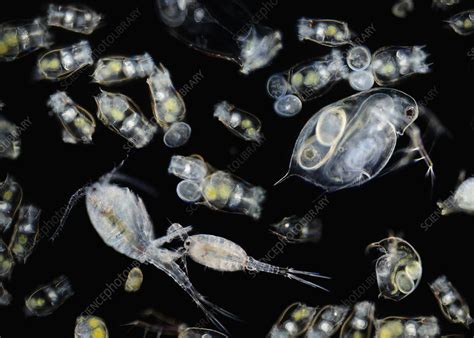 Freshwater Zooplankton Identification