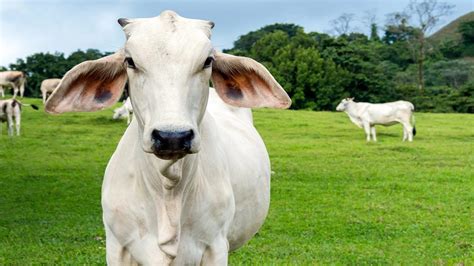 Arroba da Vaca Gorda em Alta Veja os Preços Atualizados em Todo o