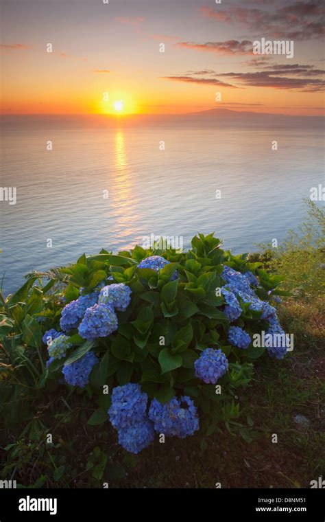 Hortensias Azores Fotografías E Imágenes De Alta Resolución Alamy