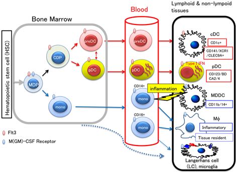 Development Of Myeloid Cells And Lineage Relationship Between Dc