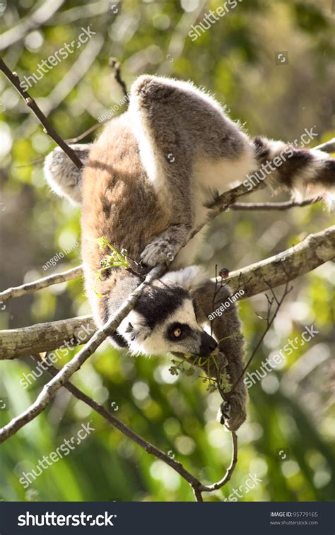 Portrait Ringtailed Lemur Natural Habitat Madagascar Stock Photo ...