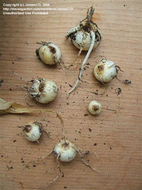 PlantFiles Pictures Zantedeschia Species Spotted Calla Lily White