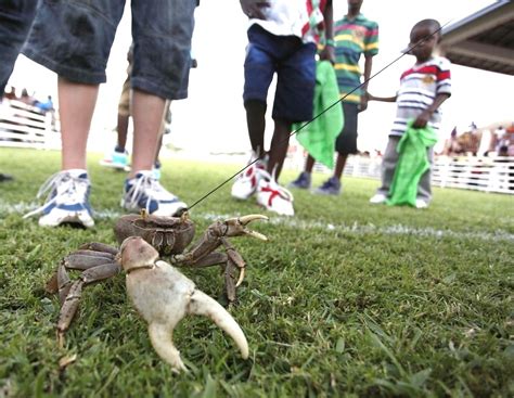 Tuesday In Tobago Goat And Crab Racing In Buccoo Largeup