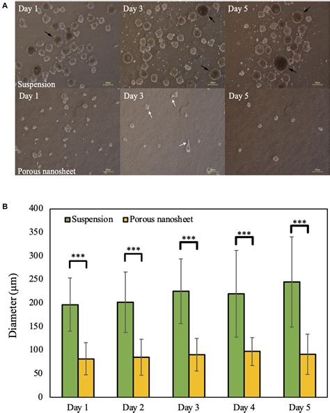 Frontiers Ultra Thin Porous Pdlla Films Promote Generation