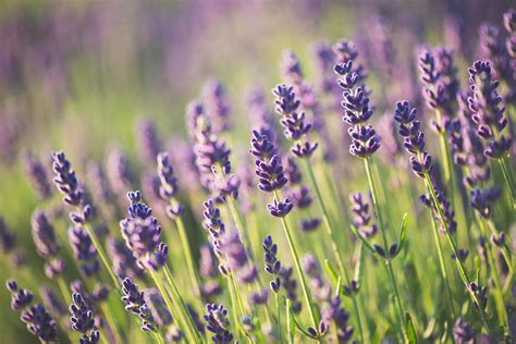 Lavendel überwintern So gelingt es im Beet Topf