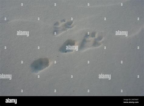 Eastern Cottontail Rabbit Sylvilagus Floridanus Tracks In Snow Stock