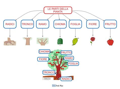 Le Parti Della Pianta Dsa Study Maps Junior