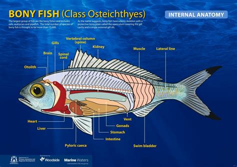 Poster: Bony Fish - Internal Anatomy (simple) • Department of Primary Industries and Regional ...