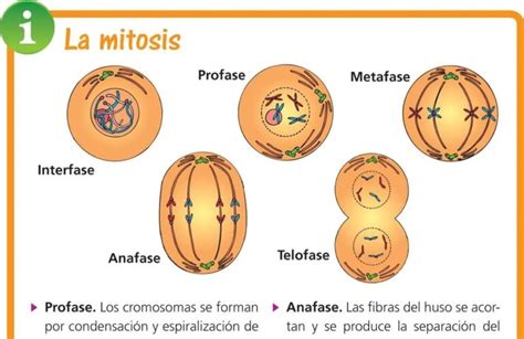 La Interfase Es Una De Las Etapas De La Mitosis