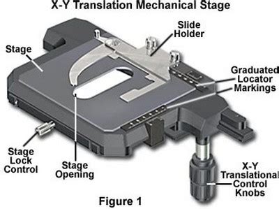 Parts of the Microscope with Labeling (also Free Printouts ...