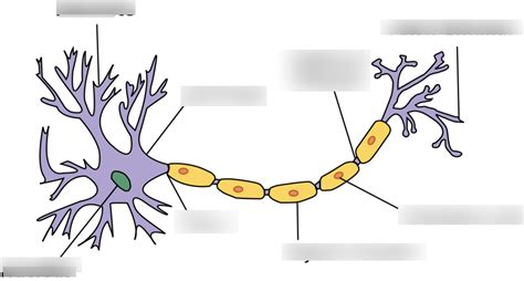 Neuron Labeling Diagram Quizlet