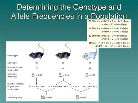 Ppt Genetic Diversity In Populations Terminology Powerpoint