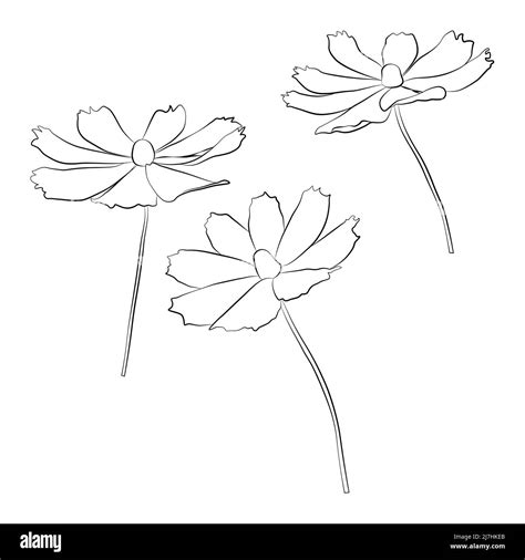 Set Of Cosmos Flower Branch Vector Simple Illustration Isolated On