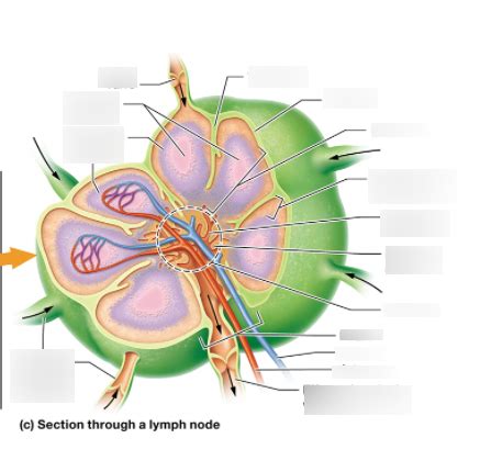 Lymph Node Diagram Quizlet