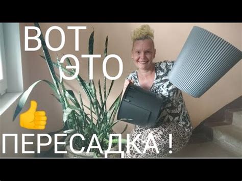 Спасение сансевиерии Трифасциата, МЕГА пересадка #сансевиерия # ...