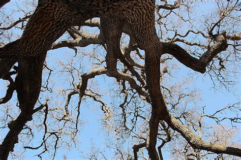 Our Simple Life The Naked Trees