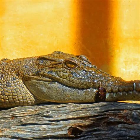 Philippine Crocodile - Facts, Diet, Habitat & Pictures on Animalia.bio