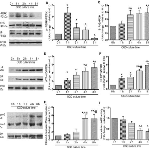 Endoplasmic Reticulum Er Stress Is Involved In The Oxygen And Glucose