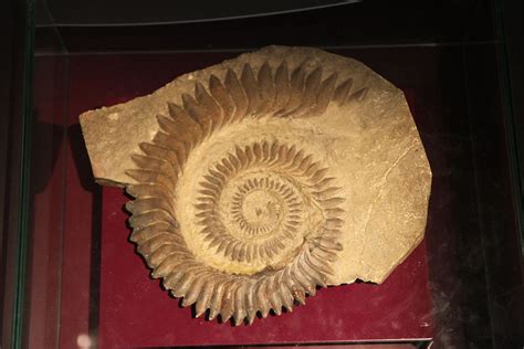 Top 40+ imagen helicoprion fossil - Abzlocal.mx