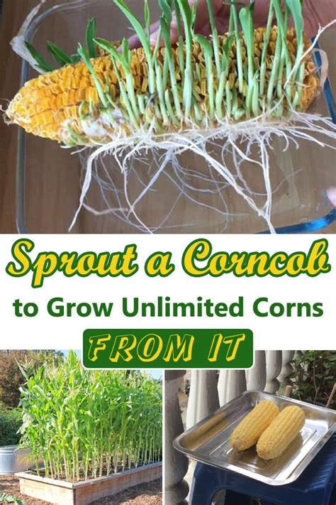 Sprout A Corncob To Grow Unlimited Corns From It Sprouts Growing