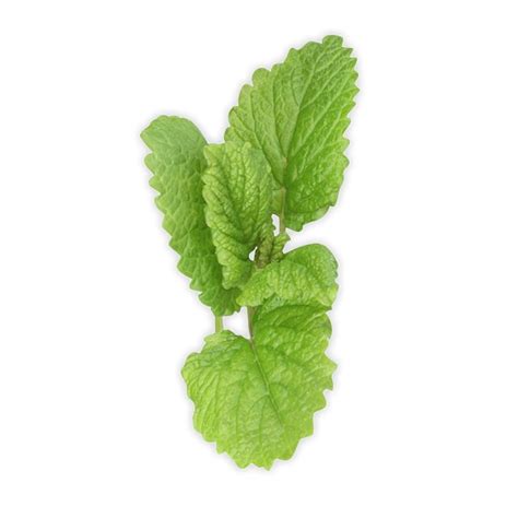 Pepermint Png Image Pepermint Mint Leaves Herbs