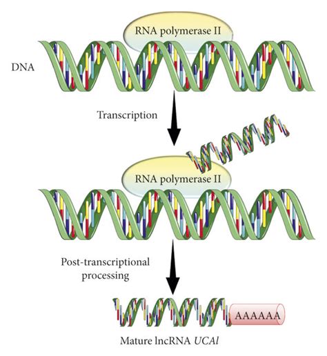 Biogenesis Of Lncrna Uca1 Lncrna Uca1 Is Produced By Transcriptional Download Scientific