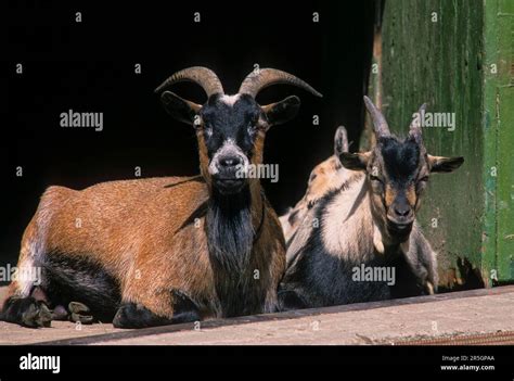 Domestic Goat Capra Aegagrus Hircus Stock Photo Alamy