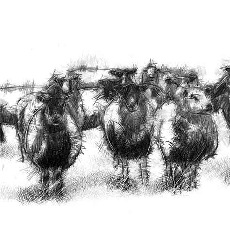 Original Sheep Flock Sketch Seanbriggs