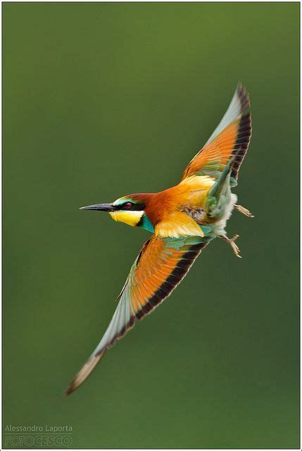 98 best Small Tropical Birds images on Pinterest | Tropical birds, Beautiful birds and Colorful ...