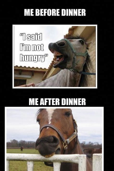 Funny Horse Quotes Artofit