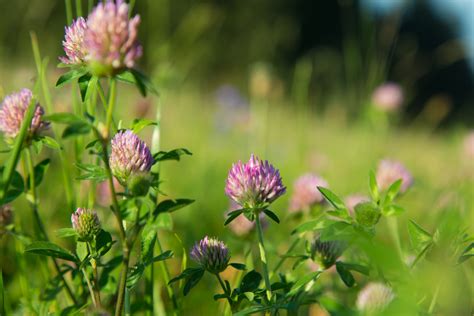 Red Clover Free Stock Photo - Public Domain Pictures