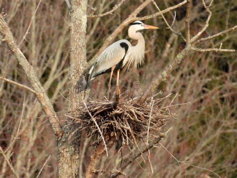 Gran Garza Azul Parado En Stick Nest En Nys Dedos Imagen De Archivo